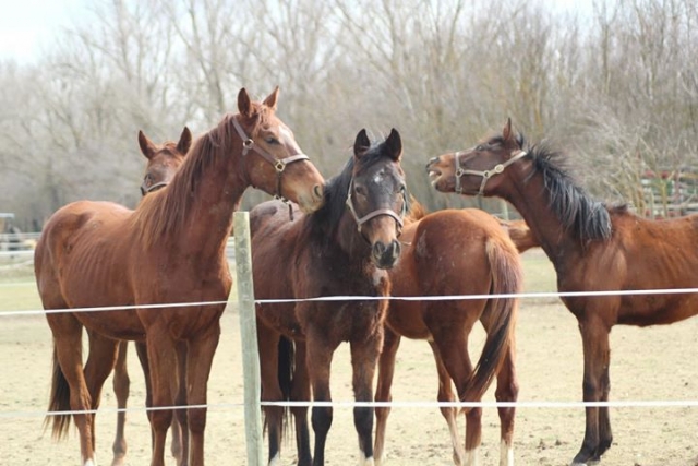 Ven a conocer a nuestros caballos